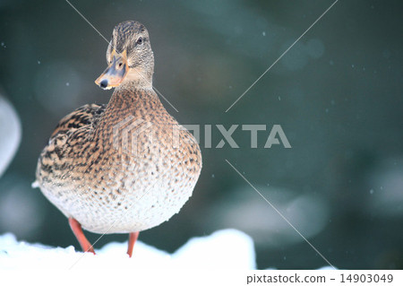 duck 14903049