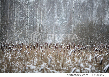 Winter twigs and grass covered with frost and snow 14903470