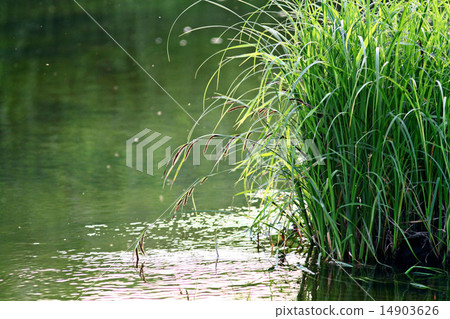 nature purity grass on the river bank nature purity grass on the river bank 14903626