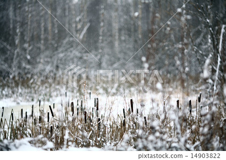 Winter twigs and grass covered with frost and snow 14903822