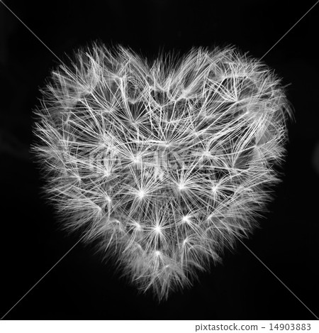 heart of a dandelion, the day of St. Valentine love heart of a dandelion, the day of St. Valentine love 14903883