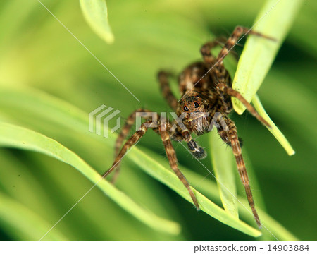 small jumping spider on a flower small jumping spider on a flower 14903884