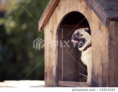 Funny pug dog in the dog house 14903949