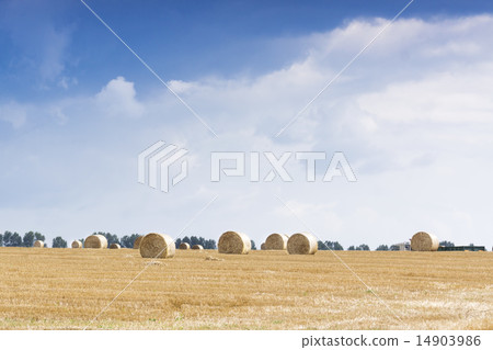 Haystacks on the field Haystacks on the field 14903986