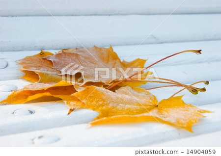 Frozen Maple leafes Frozen Maple leafes 14904059