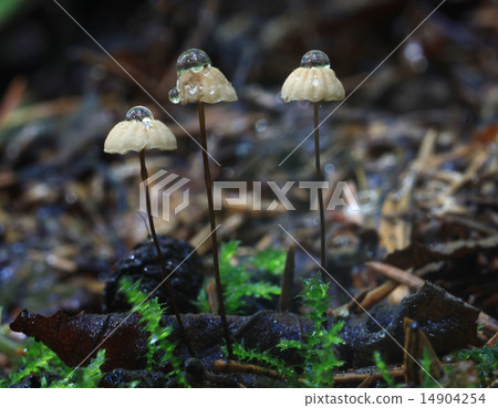 tiny mushrooms toadstools tiny mushrooms toadstools 14904254
