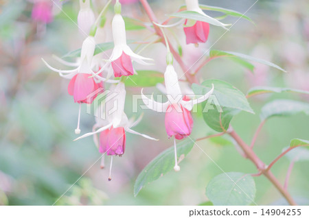 Pastel flowers Pastel flowers 14904255