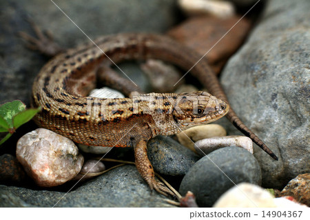 Lizard on the rocks unusual 14904367