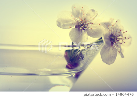 cherry blossom in glass white background cherry blossom in glass white background 14904476