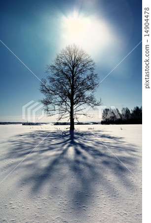 lonely tree in a field in winter 14904478