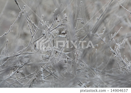 Winter twigs and grass covered with frost and snow 14904637