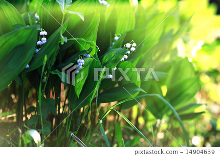Flowers white lily of the valley Flowers white lily of the valley 14904639