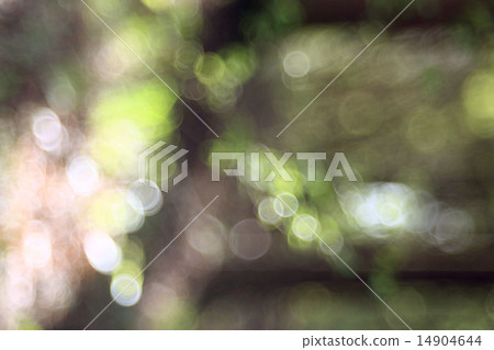 blurred background of green forest blurred background of green forest 14904644