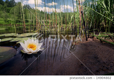 Water lilies in a pond, white lilies 14904802