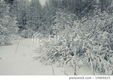 cold winter forest landscape snow cold winter forest landscape snow 14904825