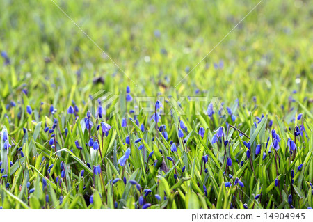 blue flowers on green summer grass 14904945
