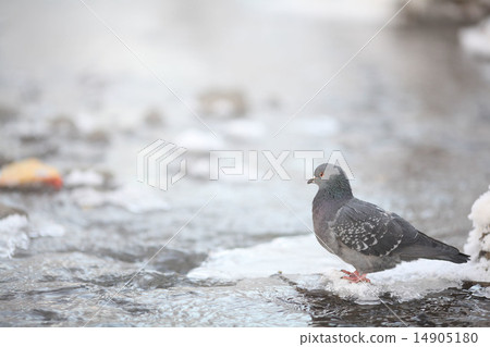 small bird in the cold winter 14905180