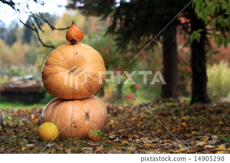 Autumn harvest of pumpkins halloween 14905298