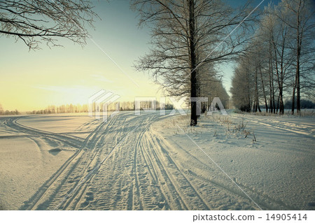 cold winter forest landscape snow 14905414
