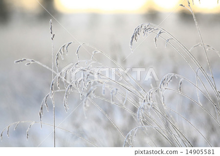 Winter twigs and grass covered with frost and snow 14905581