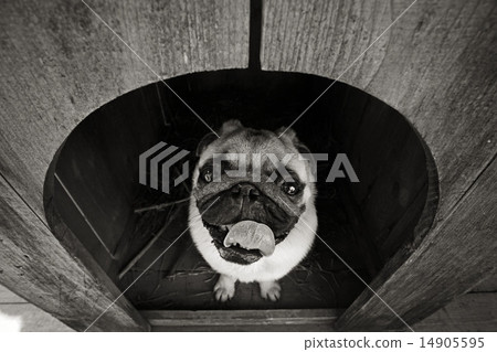 Funny pug dog in the dog house 14905595