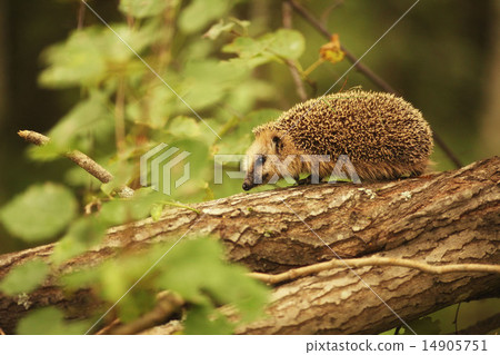hedgehog hedgehog 14905751