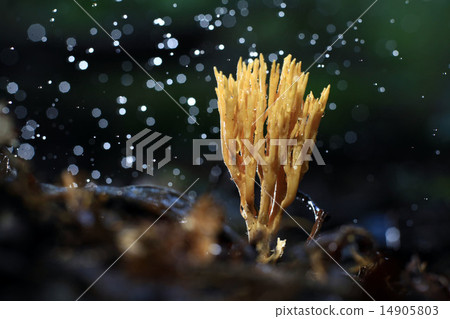 coral fungus coral fungus 14905803