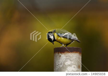 a little bird a little bird 14905838