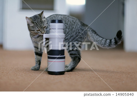 cat and the camera lens and professional wildlife cat and the camera lens and professional wildlife 14905840