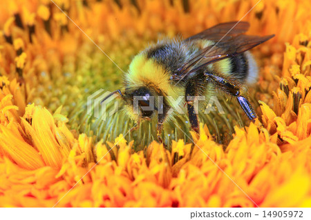 bumble bee on a flower 14905972