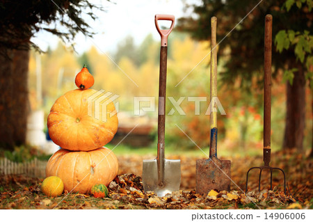 Autumn harvest of pumpkins halloween 14906006