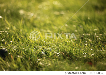 lawn, green grass 14906032