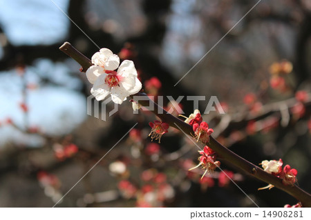 Ume在殘餘旁邊 14908281