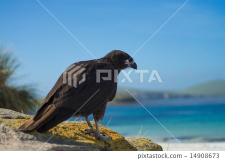 Falkland Caracara Falkland Caracara 14908673