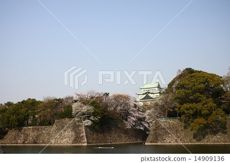 [Blue sky, cherry blossoms in full bloom and Nagoya castle tower] 14909136