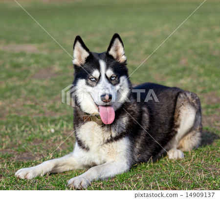 Husky is resting after jogging. Husky is resting after jogging. 14909137