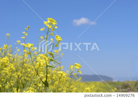 強姦開花 14909276