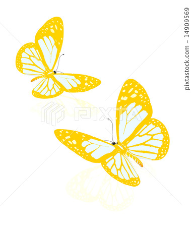 beauty butterflies beauty butterflies 14909569