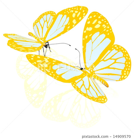 beauty butterflies 14909570