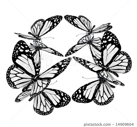 beauty butterflies beauty butterflies 14909604