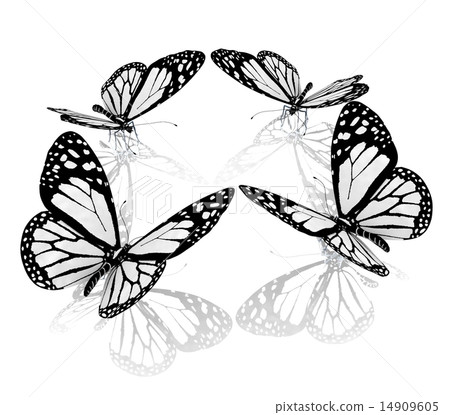 beauty butterflies beauty butterflies 14909605