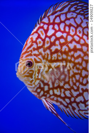 Discus fish , Checkorboard turquoise close-up body Discus fish , Checkorboard turquoise close-up body 14909827