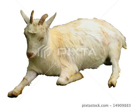 Goat  14909883
