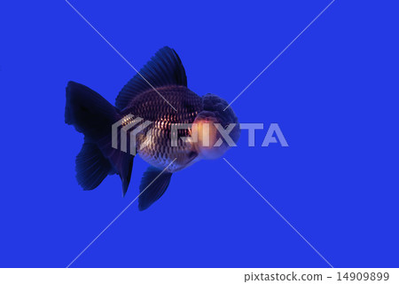 Gold fish Black Oranda Gold fish Black Oranda 14909899