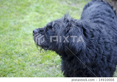 Profile of an old and dirty black dog Profile of an old and dirty black dog 14910008