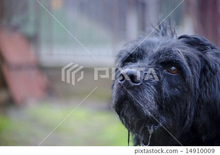 Old black drooling dog Old black drooling dog 14910009