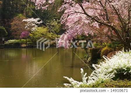 Flower's medicine pond park 14910671