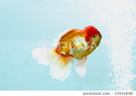 Goldfish Goldfish 14910696