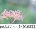 粉紅色的群集孤挺花 14910832