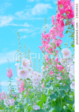 Aoshoi和藍天垂直 14910910